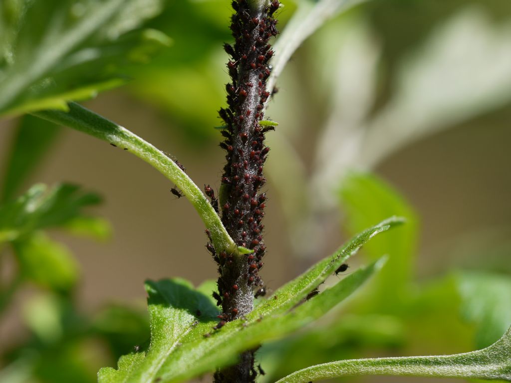 Uova di coccinella Hippodamia variegata