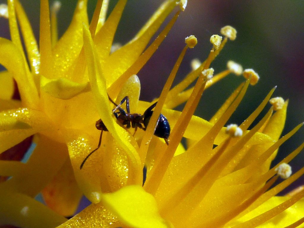 Cosa mangia questa formica? ... Lecca il nettare