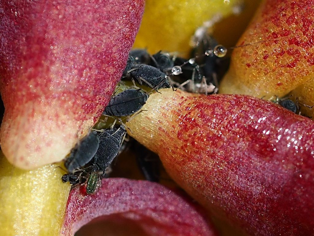 Aphididae: Aphis sp.