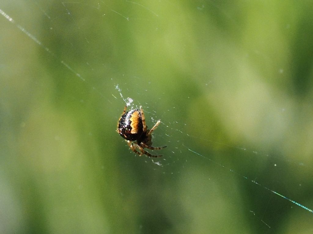 Ragnetto microscopico: sling di Araneidae - Villarbasse (TO)