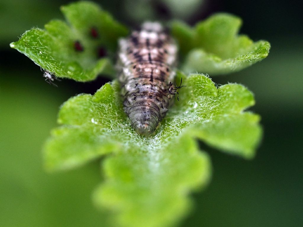 Larve di coccinelle ?  No, Larve di Ditteri Syrphidae