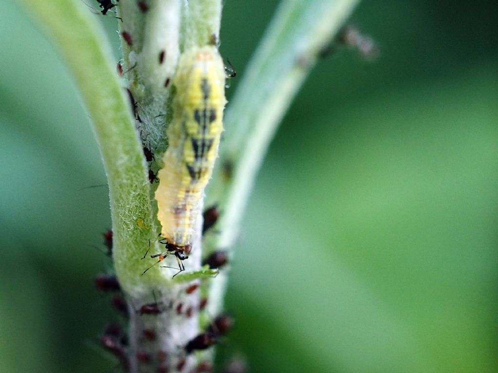 Larve di coccinelle ?  No, Larve di Ditteri Syrphidae