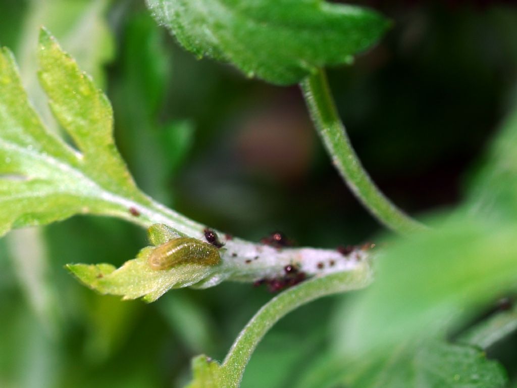 Larve di coccinelle ?  No, Larve di Ditteri Syrphidae