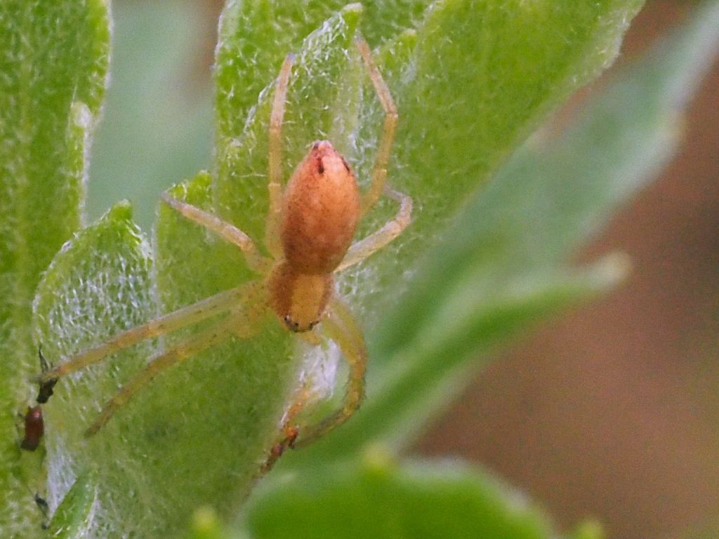 Xysticus sp.? No, Philodromidae sp., giovane - Villarbasse(TO)