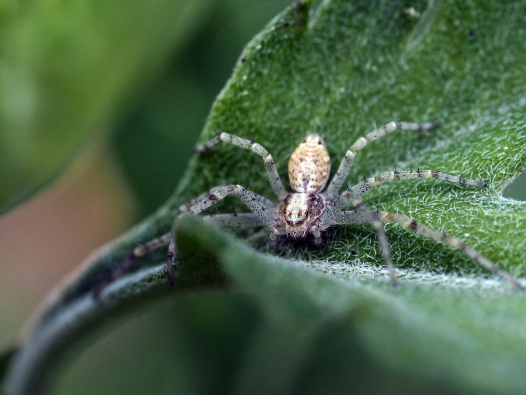 Philodromidae?  S, Philodromus sp. - Villarbasse (TO)