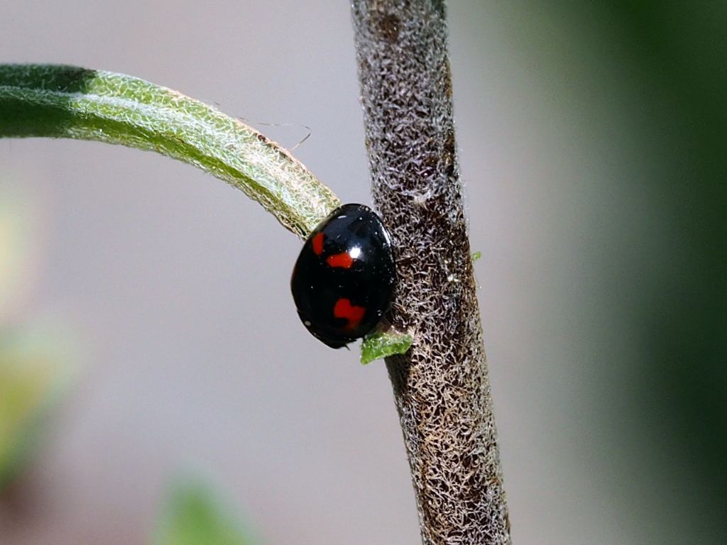 Coccinellidae: Exochomus quadripustulatus