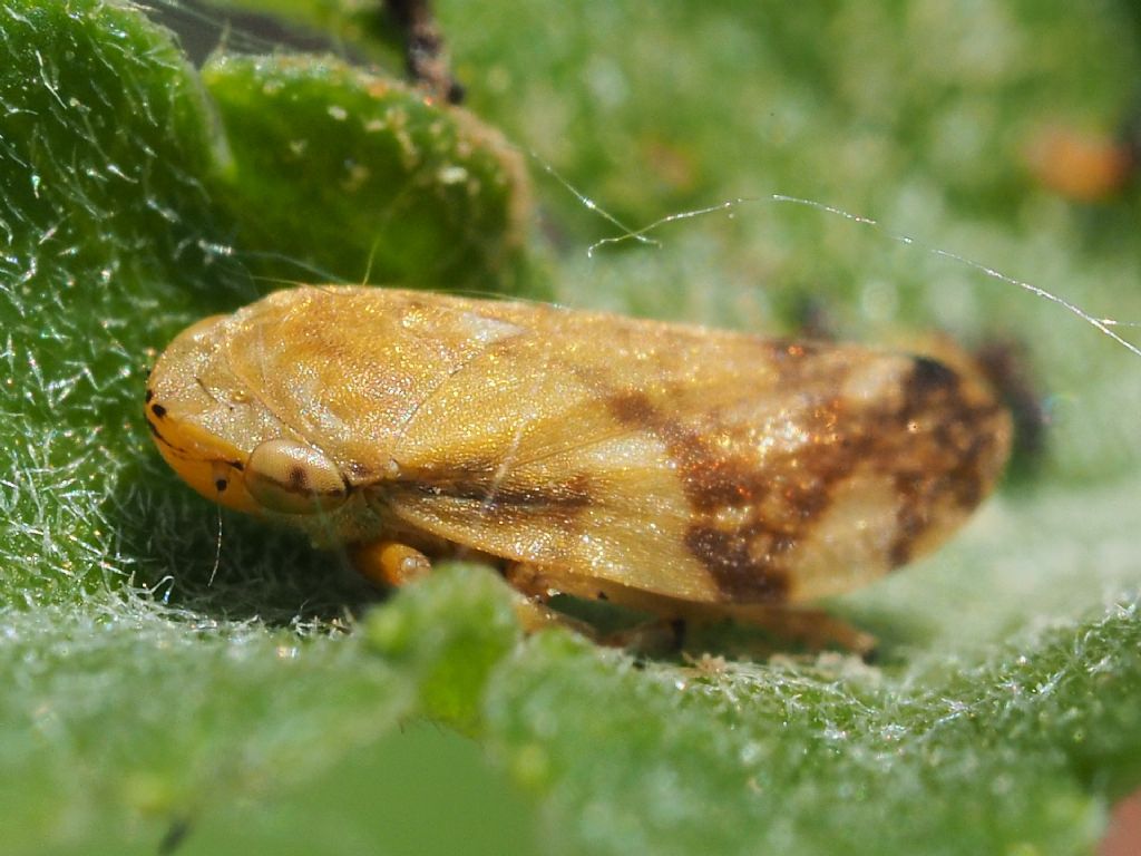 Cicadomorpha Aphrophoridae: Philaenus spumarius
