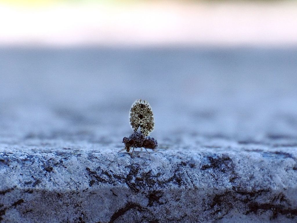 Ali tenute in verticale: Callopistromyia annulipes (Ulidiidae)