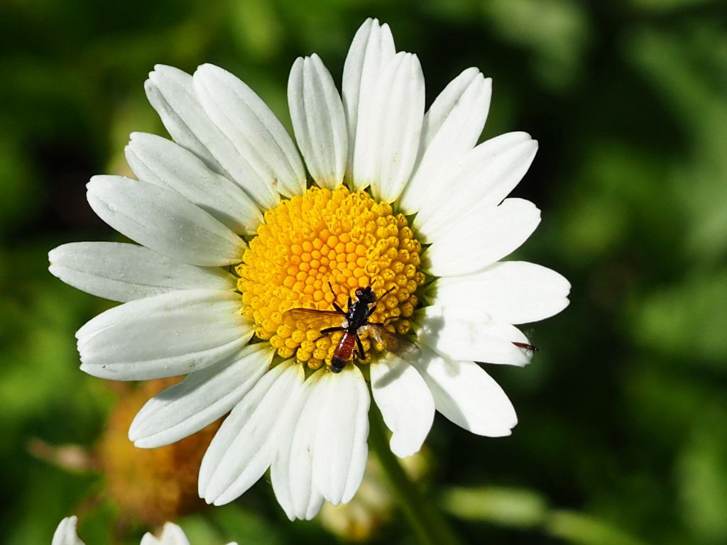 Tachinidae da confermare