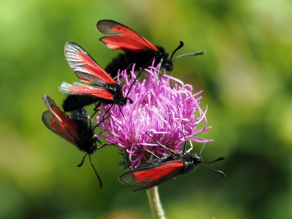 Zygaeninae Mesembrynus o ...? Zygaena (Mesembrynus) purpuralis