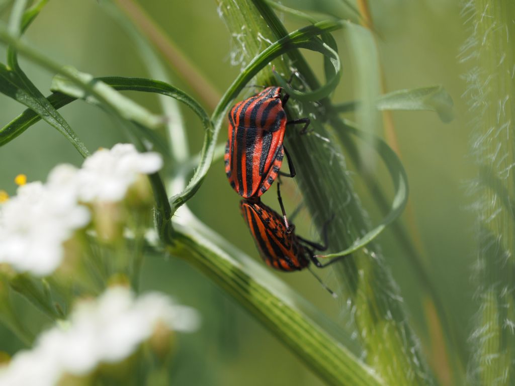 Pentatomidae: Graphosoma italicum italicum