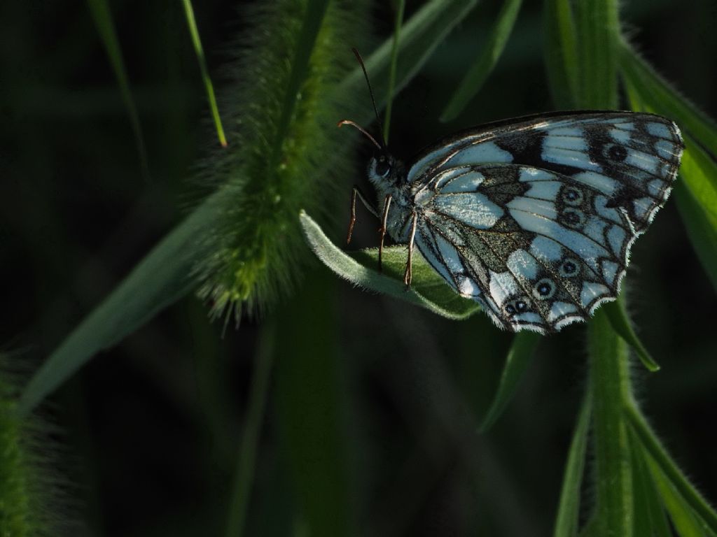 credo Melanargia ma quale?  Melanargia galathea