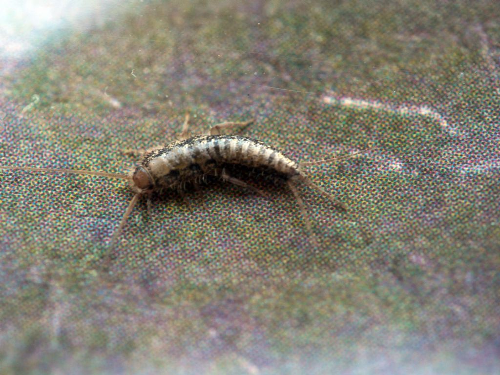 Forficulidae?  No,  Zigentoma Lepismatidae: Lepisma sp.