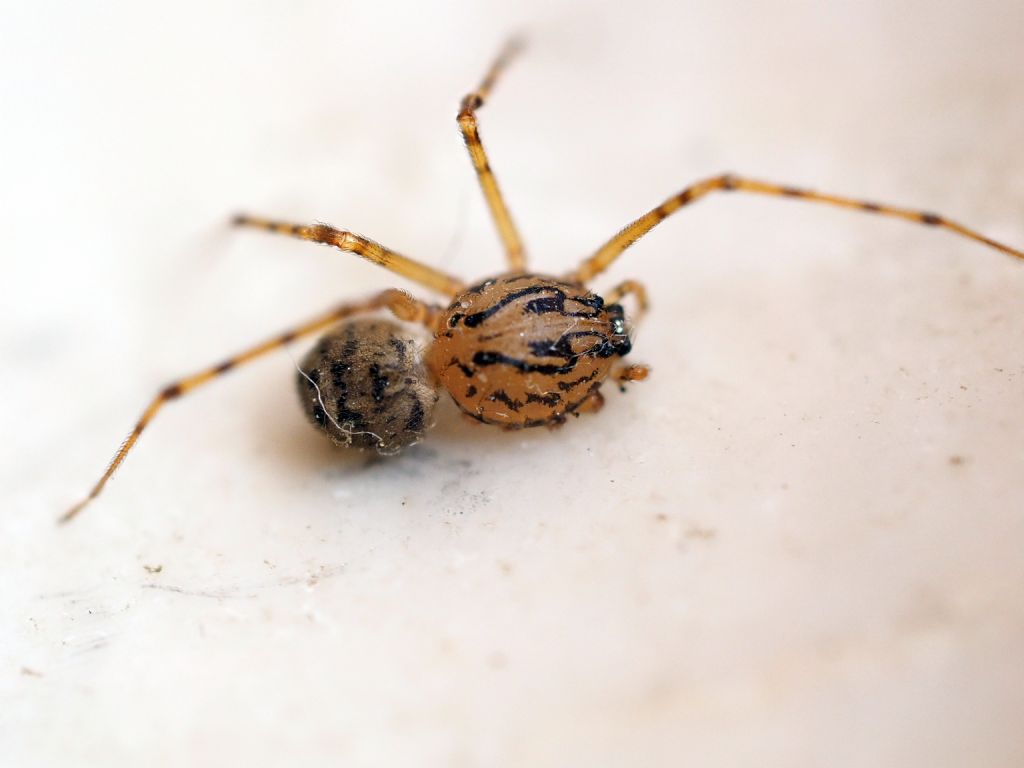 Scytodes thoracica - Villarbasse (TO)