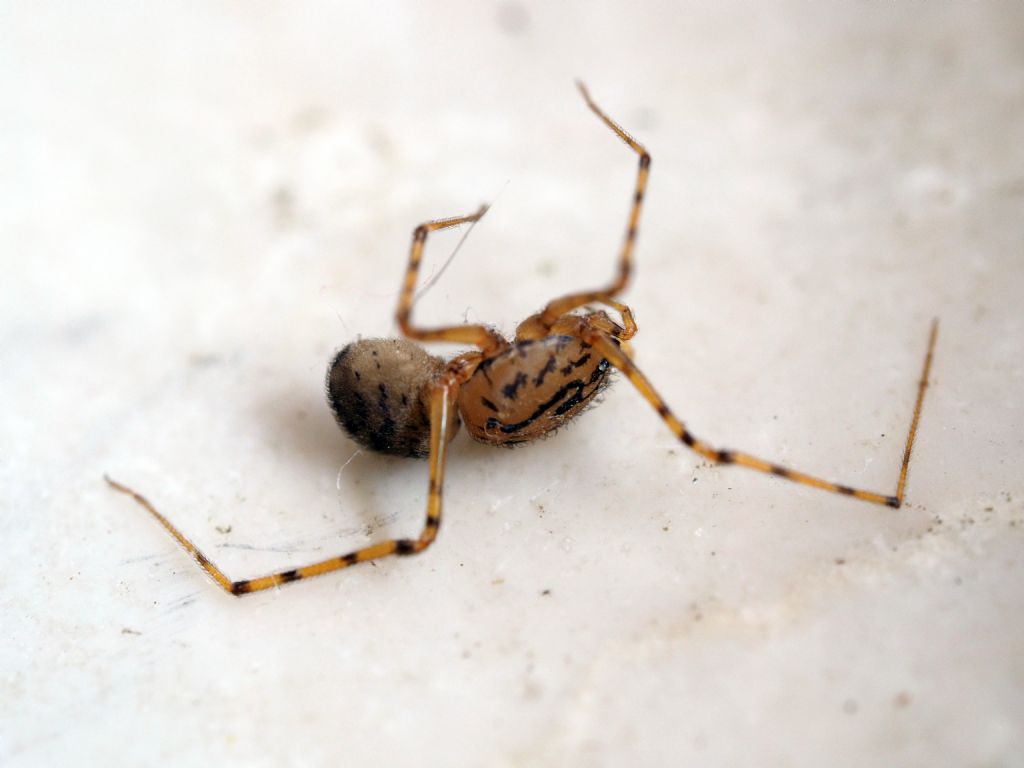 Scytodes thoracica - Villarbasse (TO)