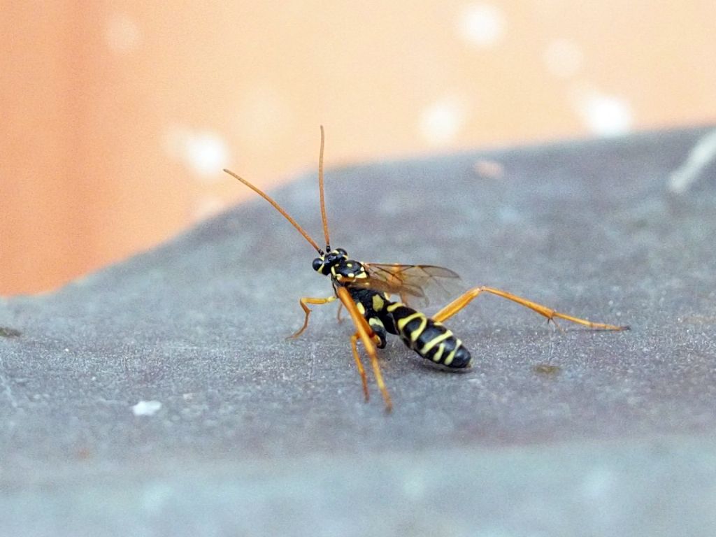 Vespa ?  No, Ichneumonidae parassitoide di Polistes: Latibulus cfr. argiolus