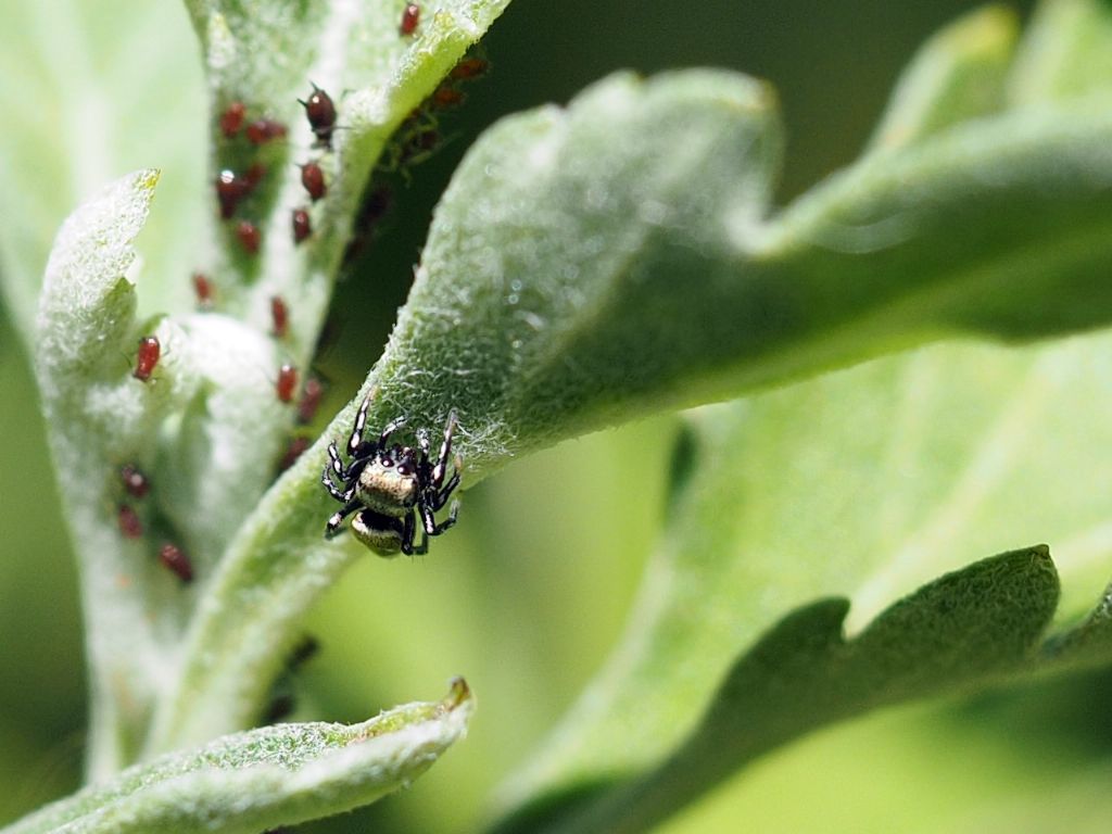 Heliophanus kochii - Villarbasse (TO)