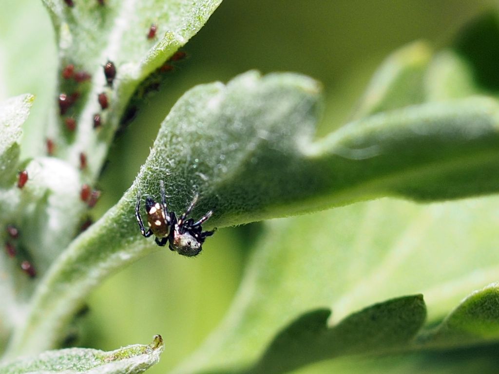 Heliophanus kochii - Villarbasse (TO)