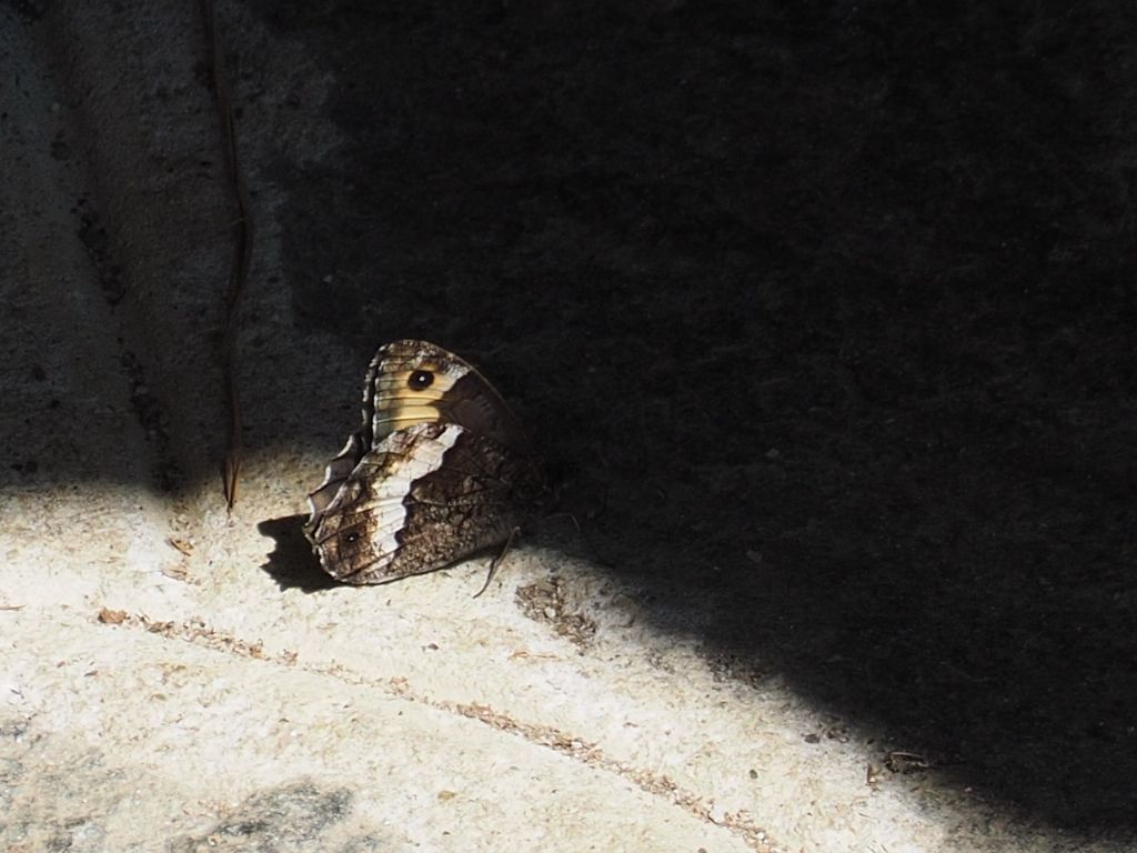 Hipparchia fagi?... Hipparchia sp. (H. fagi  o H. hermione)