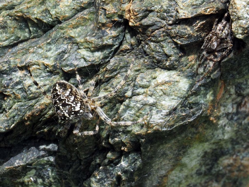 Araneus diadematus - Coazze (TO)