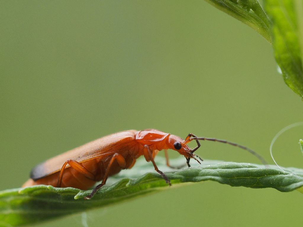 Rhagonycha fulva?