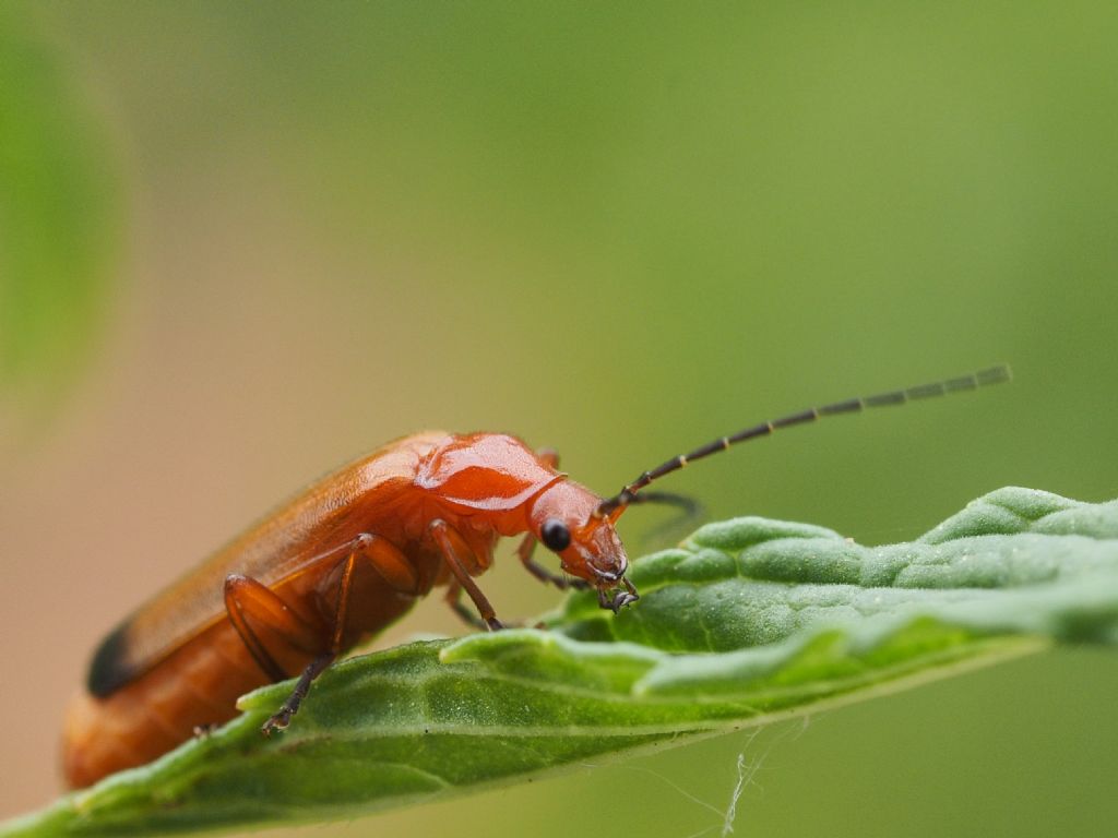 Rhagonycha fulva?