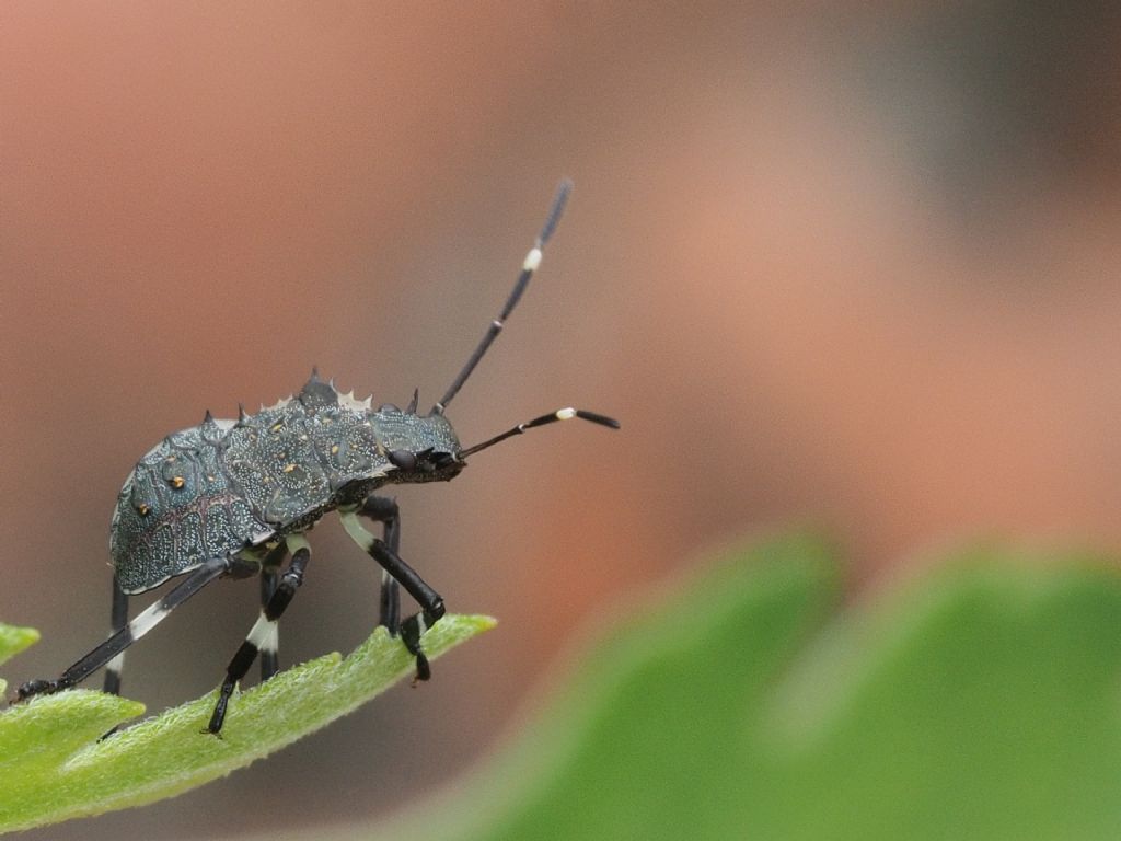 Neanide di Halyomorpha halys (Pentatomidae)
