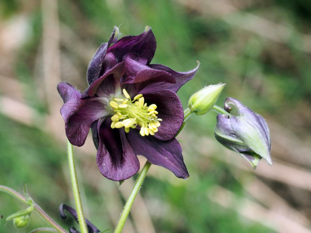 Aquilegia atrata e Aquilegia sp.