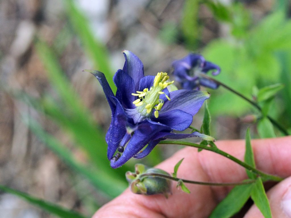 Aquilegia atrata e Aquilegia sp.