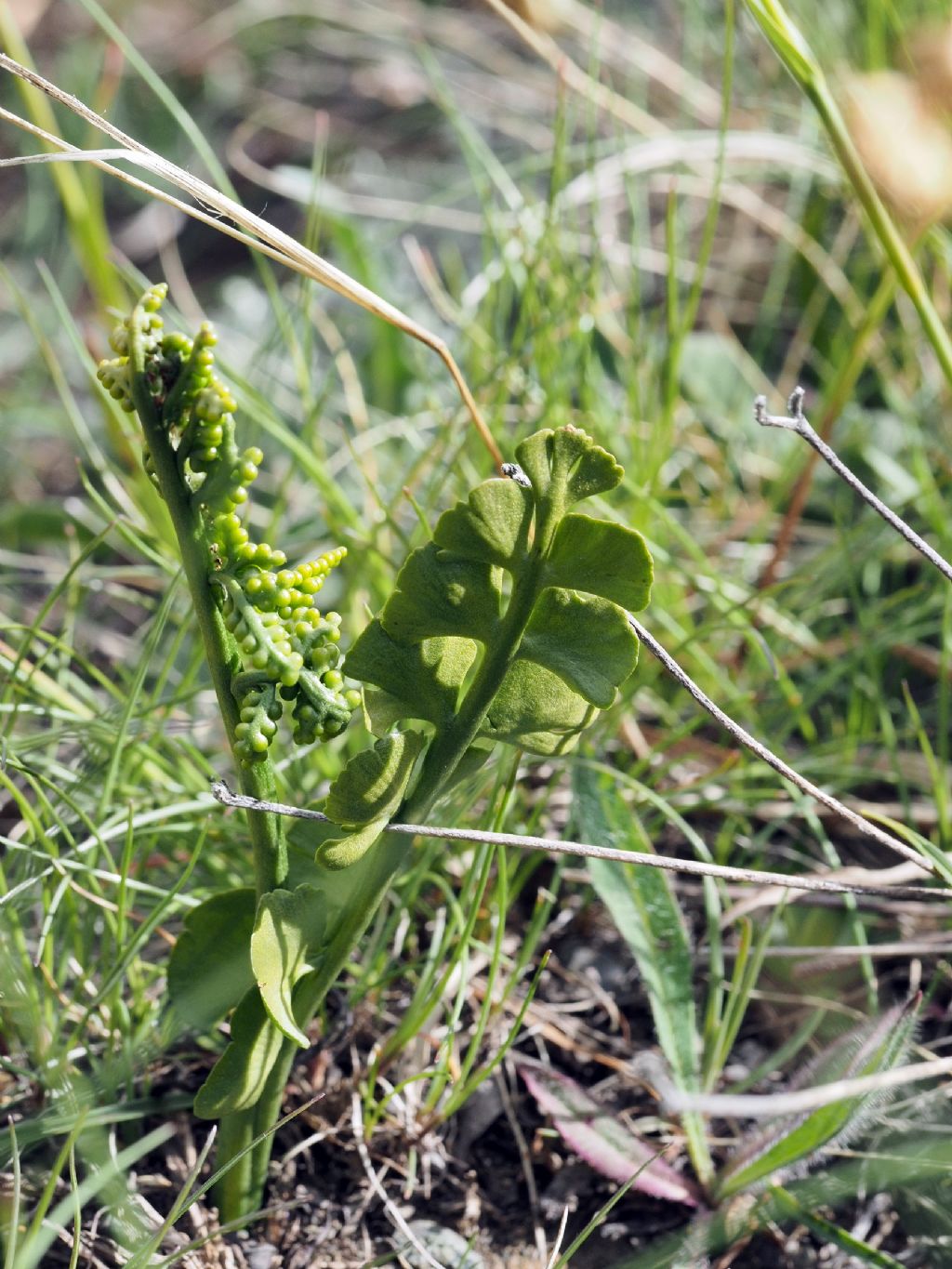 Botrychium lunaria?