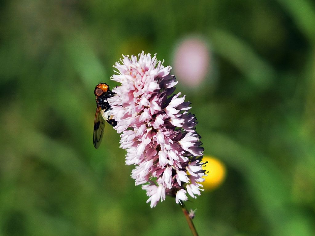 Quale Volucella ?  V. pellucens o V. inflata