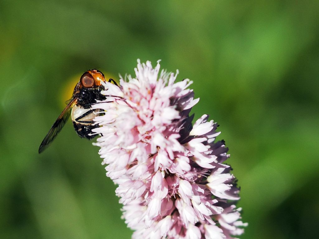 Quale Volucella ?  V. pellucens o V. inflata