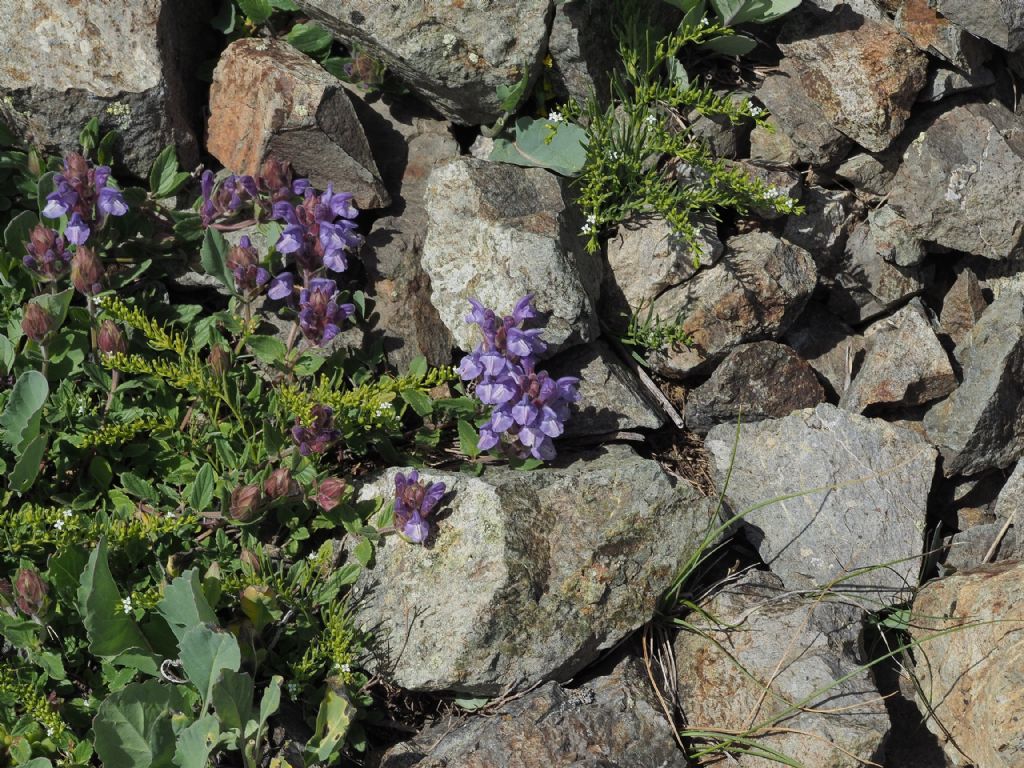 Scutellaria alpina?  S