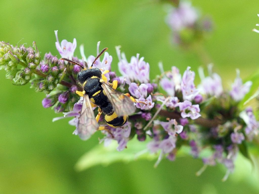 Crabronidae: Cerceris ma quale? femmina di C. sabulosa