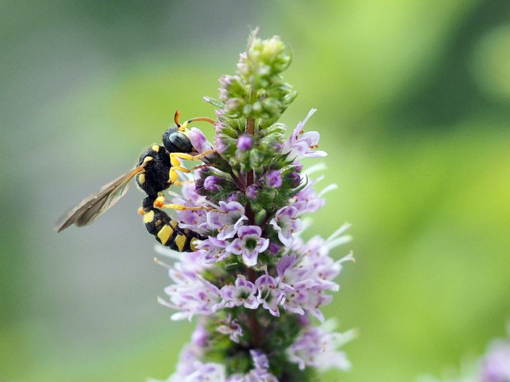 Crabronidae: Cerceris ma quale? femmina di C. sabulosa