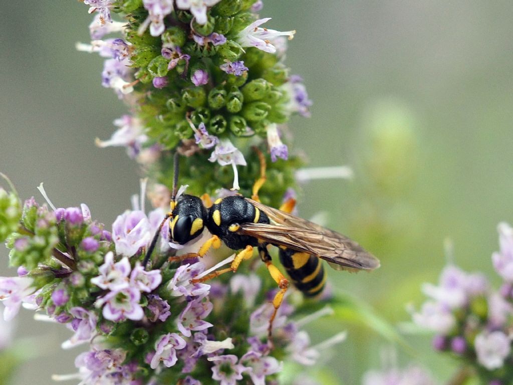 Crabronidae: Cerceris ma quale? femmina di C. sabulosa