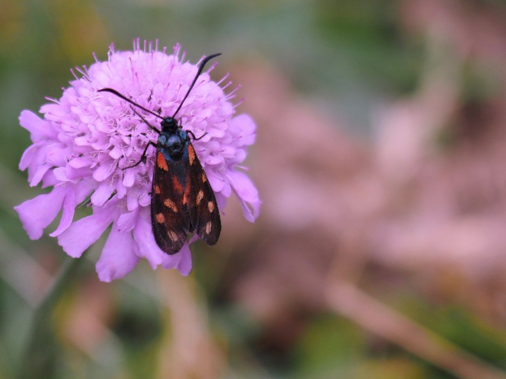 Zygaena transalpina