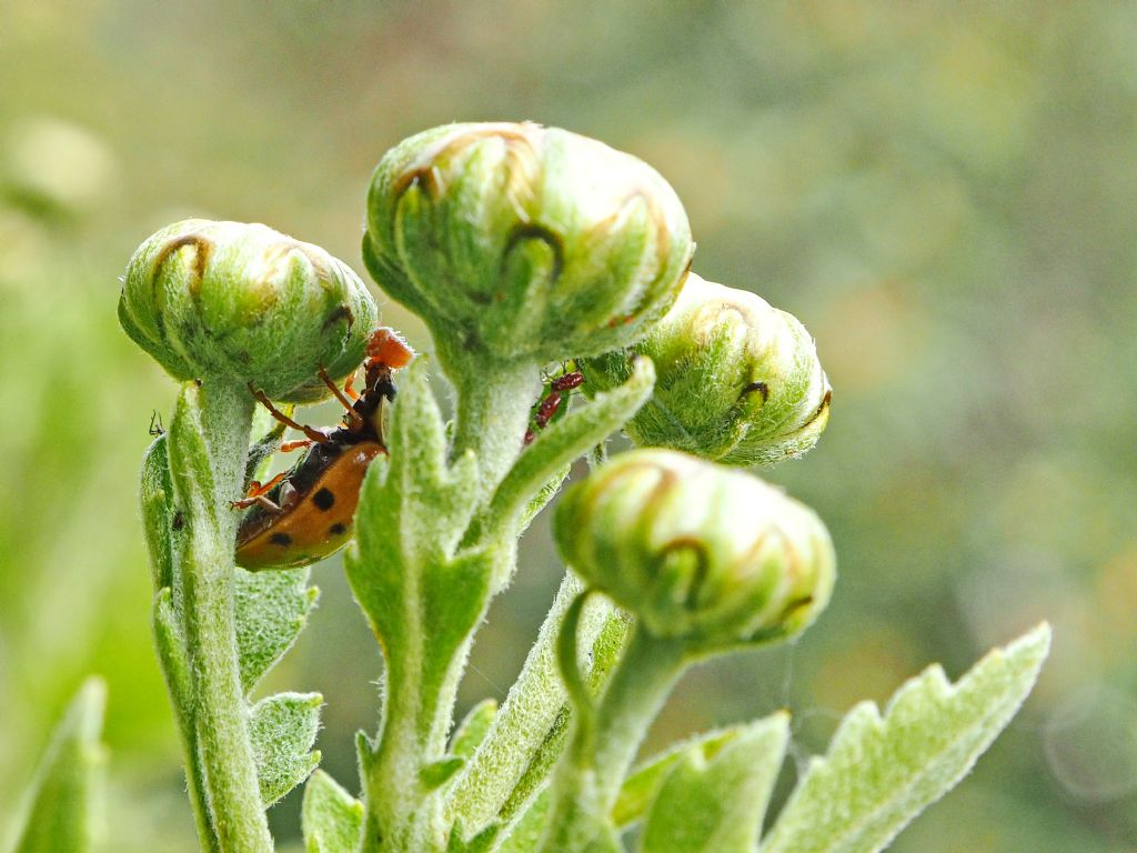 Coccinella in predazione su cocciniglia?