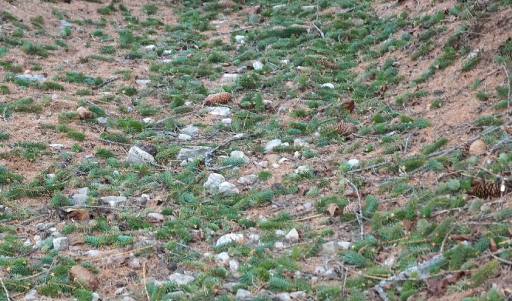 Pinaceae: Picea abies