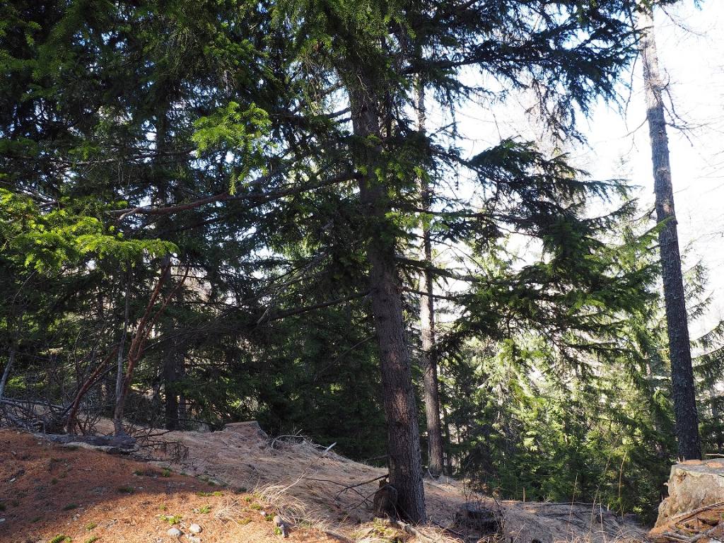 Pinaceae: Picea abies