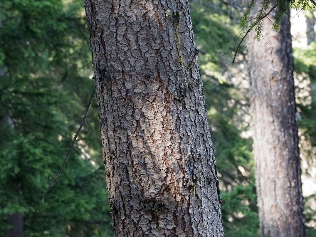 Pinaceae: Picea abies