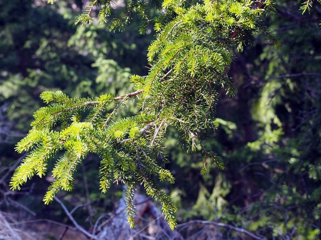 Pinaceae: Picea abies