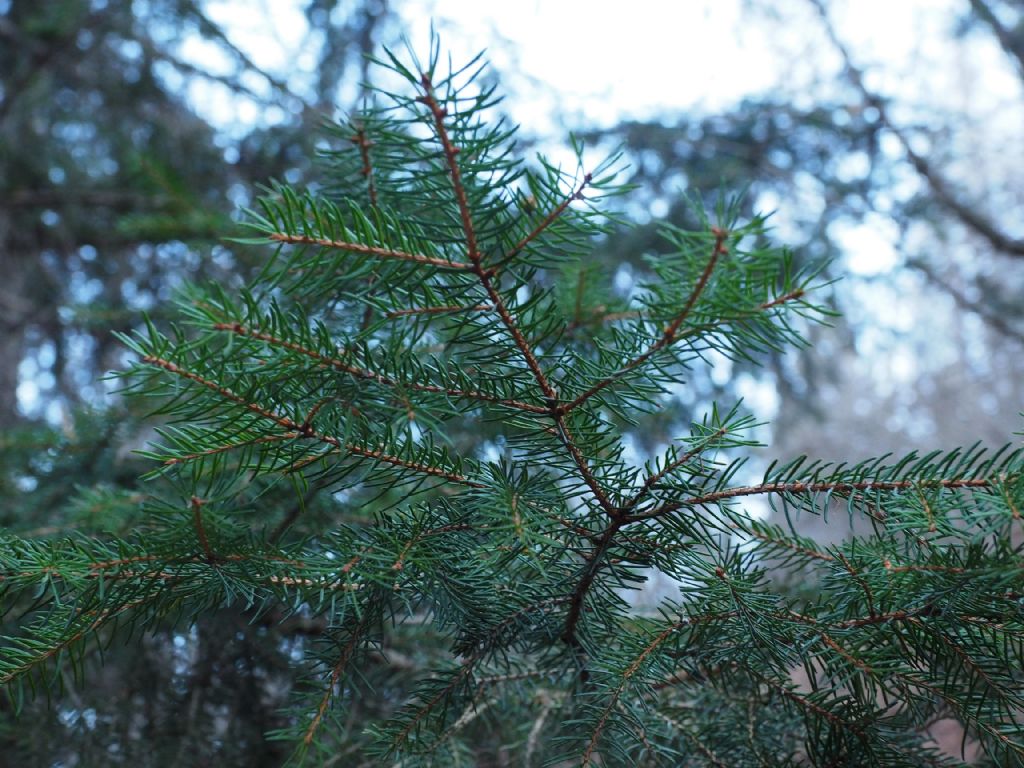 Pinaceae: Picea abies