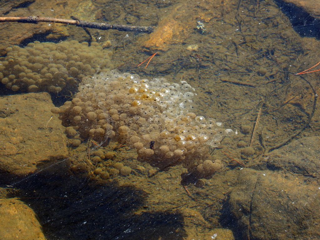 Ovature (e rane corrispondenti) da ID - Rana temporaria