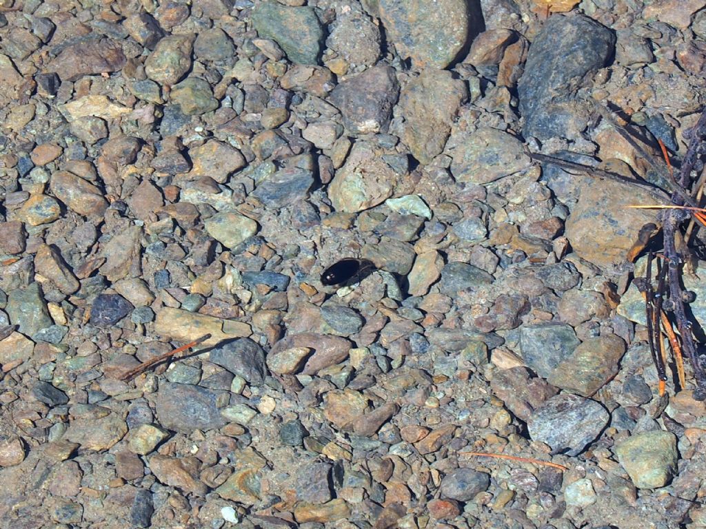 Coleottero anfibio: Dytiscidae, Ilybius sp. (cfr.)