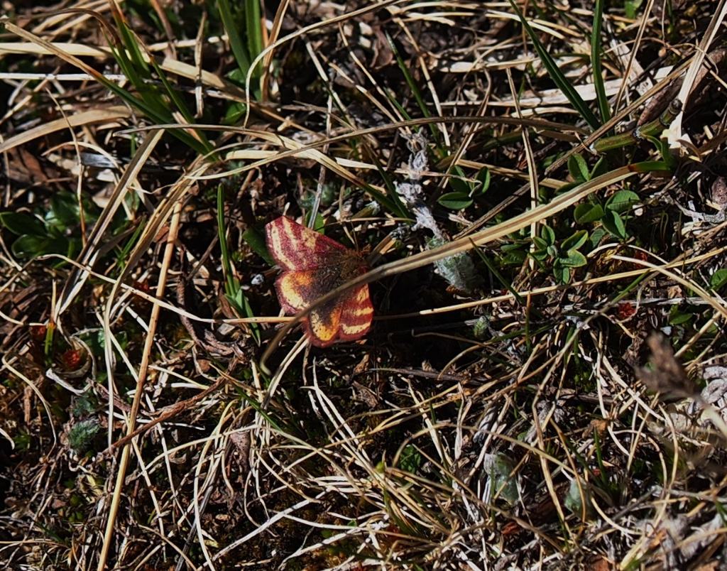 Lythria sp. (Geometridae) da determinare