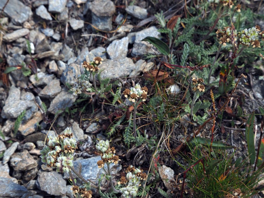 Aromatica di alta montagna: Achillea nana