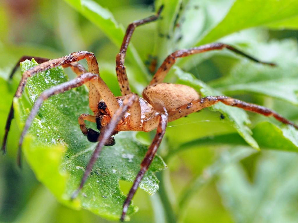 Zoropsis spinimana