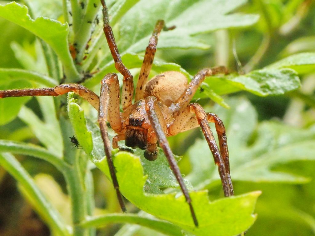 Zoropsis spinimana