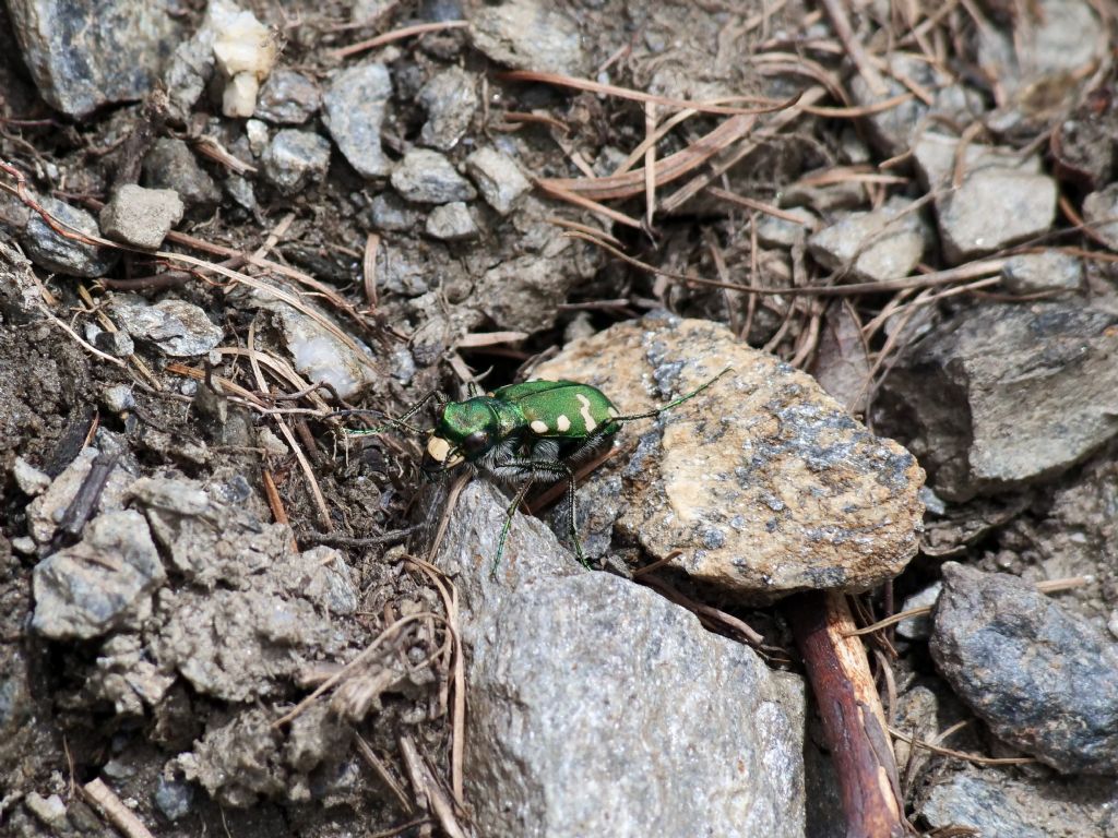 Cicindelidae: Cicindela gallica